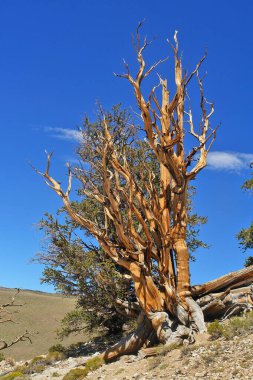 Kaliforniya 'nın yüksek dağlarında, Schulman Grove Inyo doğal ormanında büyük havza bristlecone çamı bulundu.