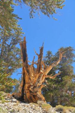 Kaliforniya 'nın yüksek dağlarında, Schulman Grove Inyo doğal ormanında büyük havza bristlecone çamı bulundu.