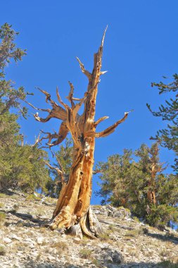 Kaliforniya 'nın yüksek dağlarında, Schulman Grove Inyo doğal ormanında büyük havza bristlecone çamı bulundu.