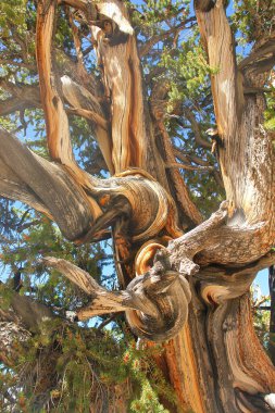 Kaliforniya 'nın yüksek dağlarında, Schulman Grove Inyo doğal ormanında büyük havza bristlecone çamı bulundu.