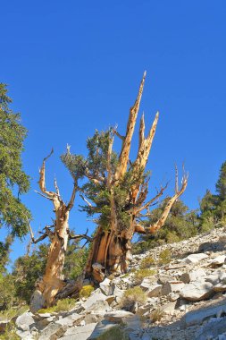 Kaliforniya 'nın yüksek dağlarında, Schulman Grove Inyo doğal ormanında büyük havza bristlecone çamı bulundu.