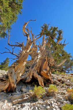 Kaliforniya 'nın yüksek dağlarında, Schulman Grove Inyo doğal ormanında büyük havza bristlecone çamı bulundu.