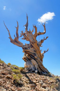 Kaliforniya 'nın yüksek dağlarında, Schulman Grove Inyo doğal ormanında büyük havza bristlecone çamı bulundu.
