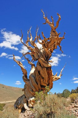 Kaliforniya 'nın yüksek dağlarında, Schulman Grove Inyo doğal ormanında büyük havza bristlecone çamı bulundu.