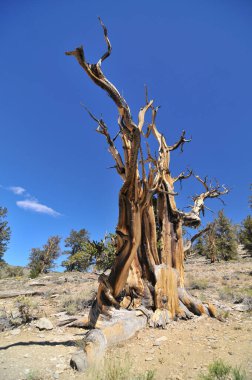 Kaliforniya 'nın yüksek dağlarında, Schulman Grove Inyo doğal ormanında büyük havza bristlecone çamı bulundu.