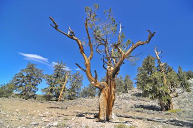 Kaliforniya 'nın yüksek dağlarında, Schulman Grove Inyo doğal ormanında büyük havza bristlecone çamı bulundu.