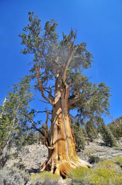 Kaliforniya 'nın yüksek dağlarında, Schulman Grove Inyo doğal ormanında büyük havza bristlecone çamı bulundu.