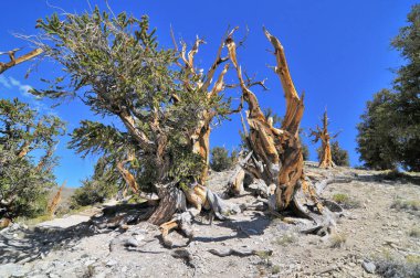 Kaliforniya 'nın yüksek dağlarında, Schulman Grove Inyo doğal ormanında büyük havza bristlecone çamı bulundu.