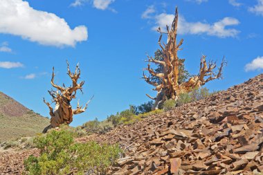 Kaliforniya 'nın yüksek dağlarında, Schulman Grove Inyo doğal ormanında büyük havza bristlecone çamı bulundu.