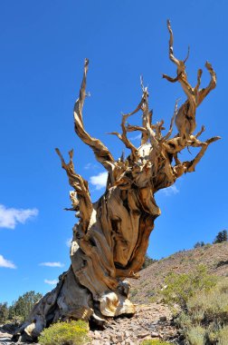 Kaliforniya 'nın yüksek dağlarında, Schulman Grove Inyo doğal ormanında büyük havza bristlecone çamı bulundu.