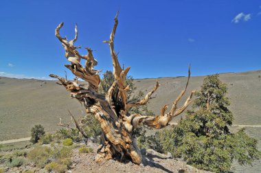Kaliforniya 'nın yüksek dağlarında, Schulman Grove Inyo doğal ormanında büyük havza bristlecone çamı bulundu.