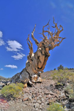 Kaliforniya 'nın yüksek dağlarında, Schulman Grove Inyo doğal ormanında büyük havza bristlecone çamı bulundu.
