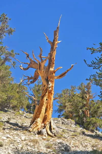 Kaliforniya 'nın yüksek dağlarında, Schulman Grove Inyo doğal ormanında büyük havza bristlecone çamı bulundu.