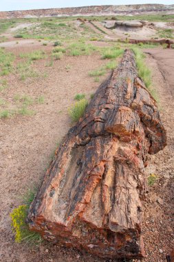Arizona 'daki Taşlaşmış Orman Ulusal Parkı adını taşlaşmış odun yataklarından almıştır.
