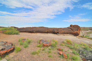 Arizona 'daki Taşlaşmış Orman Ulusal Parkı adını taşlaşmış odun yataklarından almıştır.