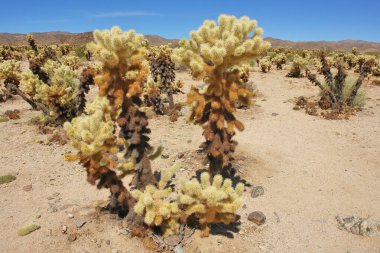 Oyuncak ayı cholla - Kaliforniya Joshua Tree Ulusal Parkı 'nda kaktüs türü.