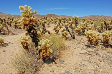 Oyuncak ayı cholla - Kaliforniya Joshua Tree Ulusal Parkı 'nda kaktüs türü.
