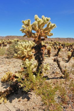 Oyuncak ayı cholla - Kaliforniya Joshua Tree Ulusal Parkı 'nda kaktüs türü.