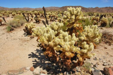 Oyuncak ayı cholla - Kaliforniya Joshua Tree Ulusal Parkı 'nda kaktüs türü.