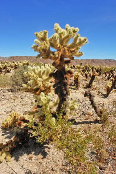 Oyuncak ayı cholla - Kaliforniya Joshua Tree Ulusal Parkı 'nda kaktüs türü.