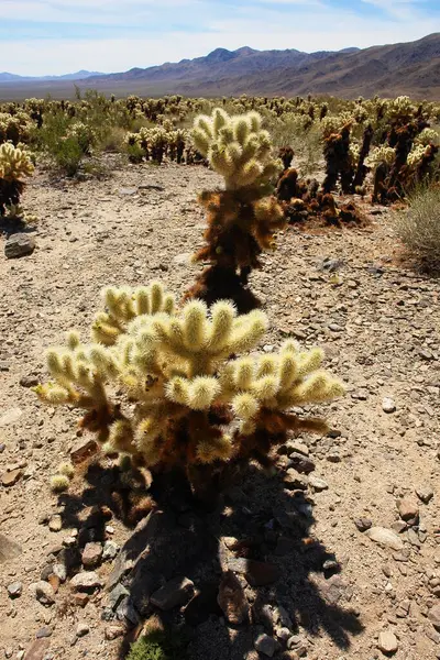 Oyuncak ayı cholla - Kaliforniya Joshua Tree Ulusal Parkı 'nda kaktüs türü.