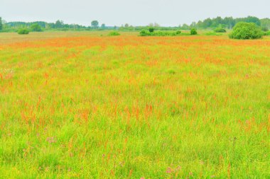    Biebrza Ulusal Parkı - Polonya 'nın Podlaskie Voyvoda' sındaki Biebrza Vadisi 'nde yer alıyor.                            