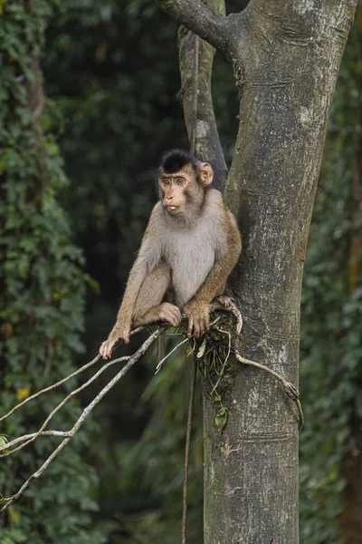 Monyet Sedang Menunggu Makanan Pohon Tempat Wisata Sibolangit Sumatera Utara — Stok Foto