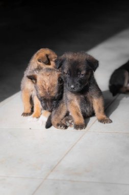 Güneşli bir sabahta evin kapısının önünde sevimli köpek yavruları oynuyorlar.