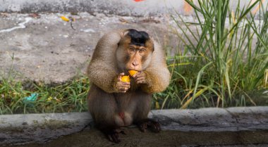 Maymun, yolun kenarında yiyecek bir şeyler bekliyor. Sibolangit, Kuzey Sumatra 'da turistik yerler. Fotoğraf otobanda çekildi.. 