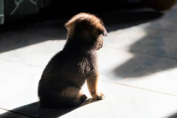 Cute Puppy Sunbathing Sunny Morning Front Door House — Stock Photo, Image