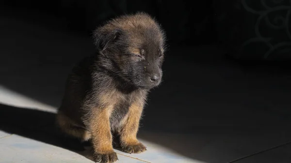 Şirin köpek yavrusu güneşli bir sabahta evin önünde güneşleniyor.