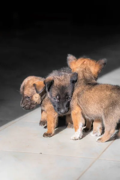 Güneşli bir sabahta evin kapısının önünde sevimli köpek yavruları oynuyorlar.