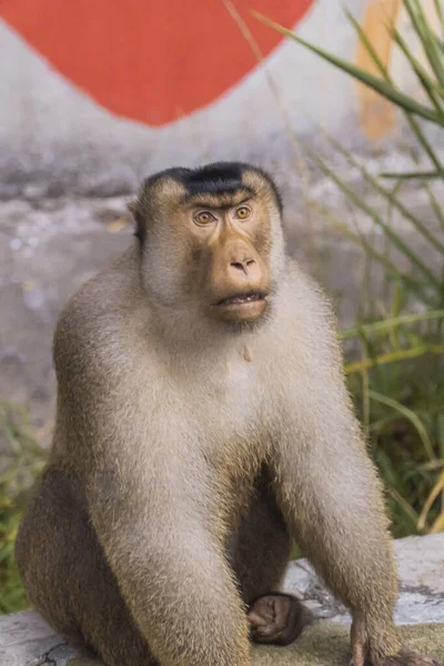 Mono Está Esperando Comida Lateral Carretera Atracciones Turísticas Sibolangit Sumatra —  Fotos de Stock
