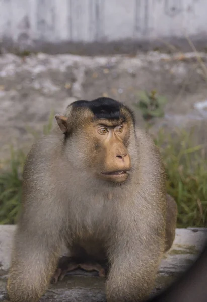 Maymun Yolun Kenarında Yiyecek Bir Şeyler Bekliyor Sibolangit Kuzey Sumatra — Stok fotoğraf