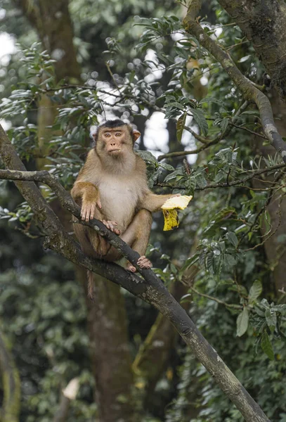 Monyet Sedang Menunggu Makanan Pohon Tempat Wisata Sibolangit Sumatera Utara — Stok Foto