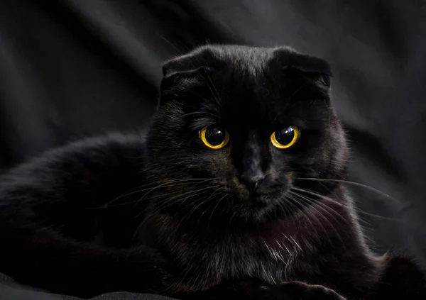 黒い背景に大きな目をした黒い猫 — ストック写真