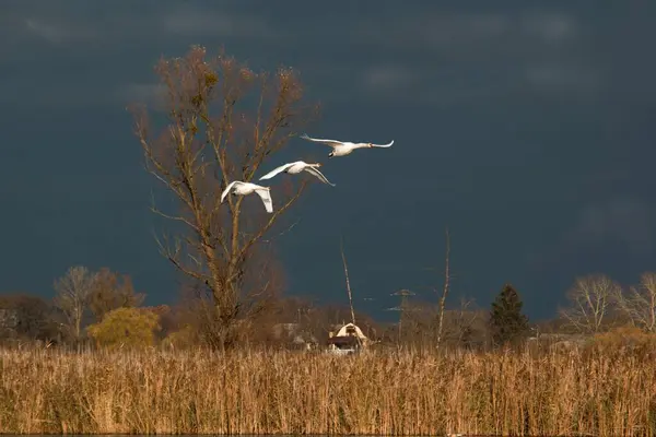 Лебеді Літають Над Річкою Проти Бурхливого Неба — стокове фото