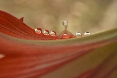 Turuncu bir çiçeğin yapraklarına su damlalarının makro fotoğrafı.,