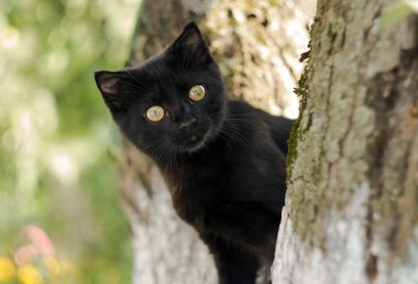 Genç siyah bir kedi yavrusu, büyük sarı gözlü, bir ağacın arkasına bakıyor.