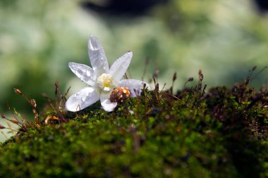 Çiçekli yosun ve yeşil çimlerin üzerinde oturan küçük bir böceğin makro yaz fotoğrafı, çiy damlaları güneşin ışınlarını yansıtır.