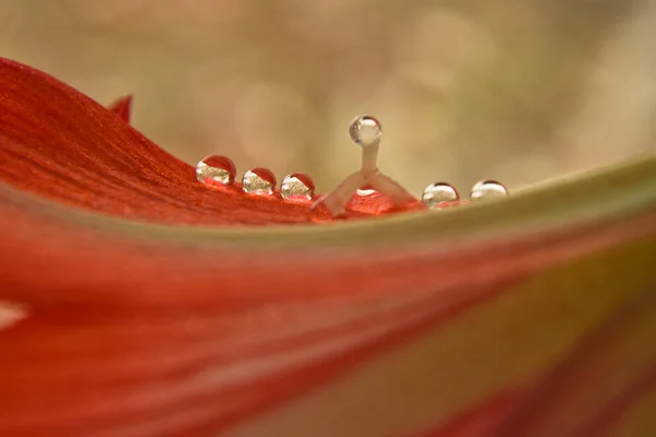 Macro photo of water drops on the petals of an orange flower,