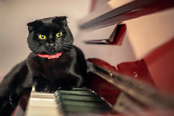 Büyük gözlü siyah bir kedi piyanonun üzerine oturur ve uzaklara bakar.