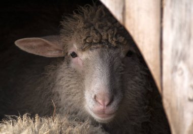 Evinden dışarı bakan bir koyunun yakın çekimi. Uzun kulakları ve büyük gözleri var.