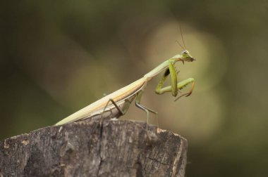 Yeşil ve sarı peygamber devesinin yakın çekimi.