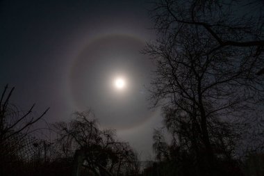 Doğal bir fenomen. Gece gökyüzünde bir ay halesi. Yapraksız kış ağaçlarının arka planına karşı.