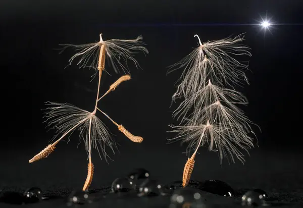 Kara arka planda bir Noel ağacının yanında dans eden balerin şeklinde dans eden karahindiba tohumlarından yapılmış figürlerin Macro fotoğrafı ve bir yıldız parlıyor ve yerde kar taneleri parlıyor.