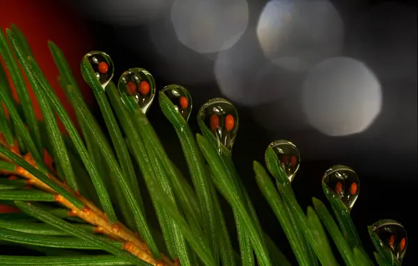 Yeşil iğnelerin ucuna damlayan bir Noel ağacının makro fotoğrafı, şenlikli ışıkların arka planına karşı suya yansıyan turuncu mandalinalar. Neşeli ve hediye havası.