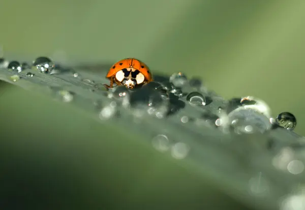 Uğur böceğinin yeşil yaprağın üzerine çöken ve yaz güneşinin parladığı çiğ damlalarıyla kaplı makro fotoğrafı.
