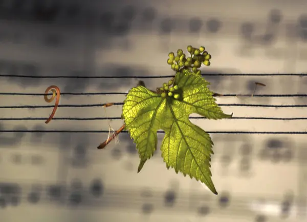 Folha Verde Suporte Música Com Fenda Baixo Musical Fundo Partitura — Fotografia de Stock
