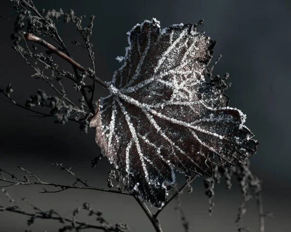日光に輝く凍った雪の葉のクローズアップ — ストック写真